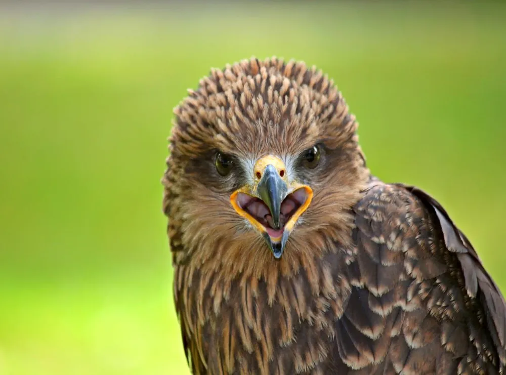 Vogelgesang und Gehirnforschung